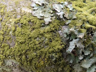 Texture of lichens and liverworts on tree bark