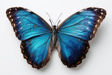 Vibrant blue morpho butterfly, showcasing iridescent wings.