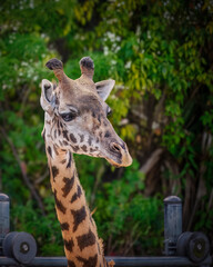 A Northern giraffe with a spotted face is standing in front of a green bush