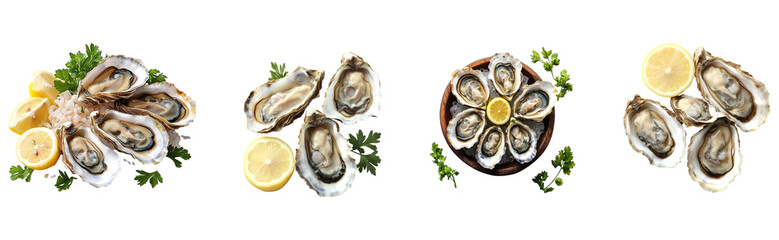 Fresh oysters arranged for a gourmet seafood display.