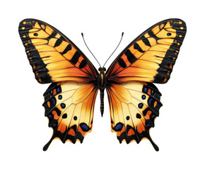 Fototapeta premium Vibrant monarch butterfly nature wildlife isolated on transparent background