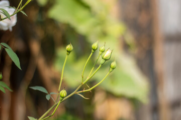 Many small leaves, tree branch and a blurred greenery background