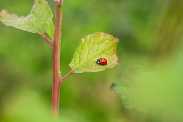 Obraz premium plum tree infested with spider baptism and aphids in the garden.The use of insecticides in agriculture.