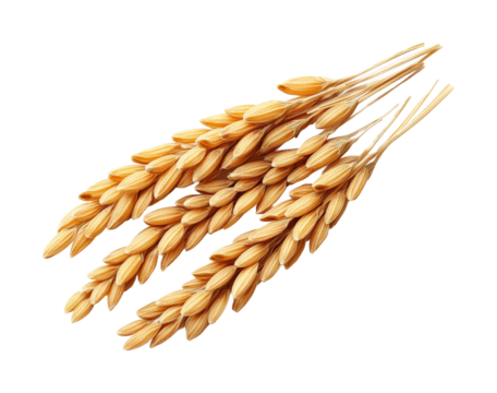 Harvesting golden rice fields of nature agricultural beauty isolated on transparent background