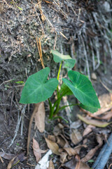 A Raw vegetables tree and a large leaf on a blurred background of colored soil