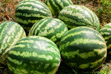 Small watermelons in a garden bed in a field.