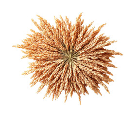 Harvesting golden grains nature bright isolated on transparent background