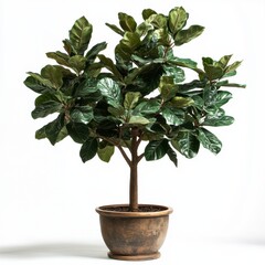 Fototapeta premium Green fiddle leaf fig tree in a brown pot against a white background.