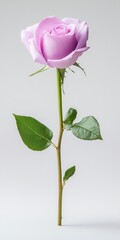 Single lavender rose with green leaves against a light gray background. Soft lighting.