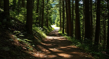 Fototapeta premium Path in a Sunlit Forest - Photo