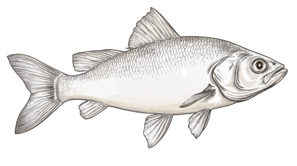 Fototapeta premium A monochrome pencil drawing of a fish in profile, showing its scales and fins.