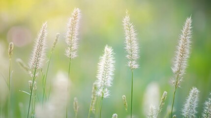 A close-up of wild grass flowers with their feathery tops highlighted against a blurred green meadow, emphasizing their delicate structure and natural elegance.