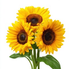 Obraz premium Three sunflowers bouquet close up isolated on white background