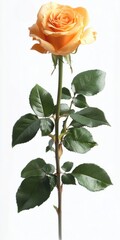 Obraz premium Single pale orange rose with green leaves on a white background.