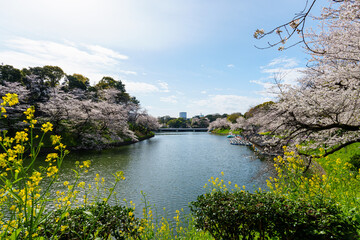 桜満開の千鳥ヶ淵　2025年4月