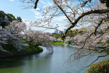 桜満開の千鳥ヶ淵　2025年4月