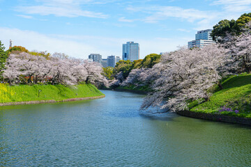 桜満開の千鳥ヶ淵　2025年4月