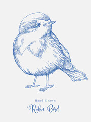 Hand Drawn Robin Bird Elegant Wildlife Illustration