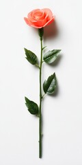 Single coral rose with green leaves on a white background.