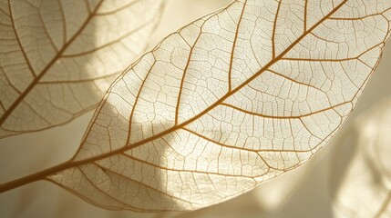 Delicate, translucent leaf veins in soft sunlight.