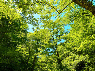 青空と新緑