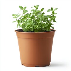 Fototapeta premium A vibrant green oregano plant in a terracotta pot, set against a stark white background.