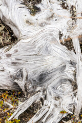 Macro shot of ancient tree roots with deep veins spreading across the earth. The white wood texture reveals age, strength, and a powerful connection between nature and time. Fragile balance of nature