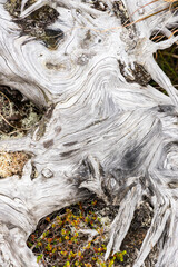 Macro shot of ancient tree roots with deep veins spreading across the earth. The white wood texture reveals age, strength, and a powerful connection between nature and time. Fragile balance of nature