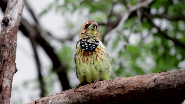 Crested barbet in tree with unique call