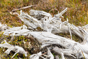Macro shot of ancient tree roots with deep veins spreading across the earth. The white wood texture reveals age, strength, and a powerful connection between nature and time. Fragile balance of nature