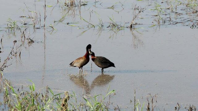Egyptian geese pair early morning grooming