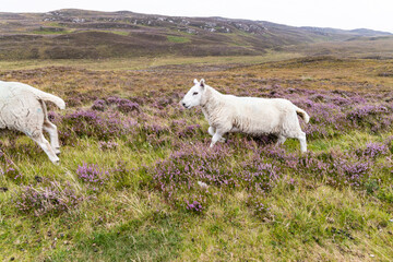 Obraz premium Winding through the Scottish Highlands, the road unveils green pastures, roaming wildlife, and vast unspoiled landscapes. A journey through raw beauty, freedom, silence,nature, timeless wilderness.