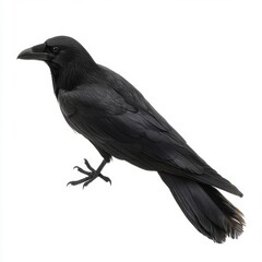 Obraz premium Black crow perched on a white background. Studio shot.