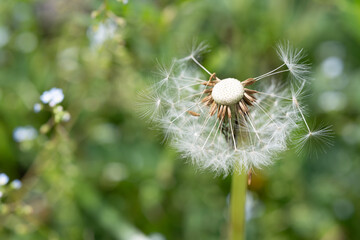 風に舞うタンポポの種