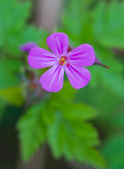 Beautiful close-up of geranium robertianum