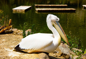 Close up white pelican cleaning itself and sitting on the edge of a lake. A migratory Pelecanus bird.