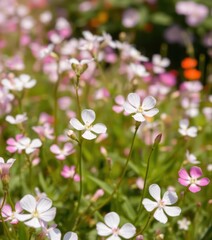Obraz premium Delicate white and pink Bacopa monnieri blossoms in a vibrant field garden, field, blossom