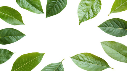 Fototapeta premium A vibrant collection of green leaves arranged in an artistic pattern against a white background, showcasing natural beauty and freshness.