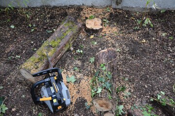 Abattage de sapins morts