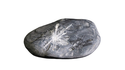 菊花石の美しい模様 © RYOSUKE