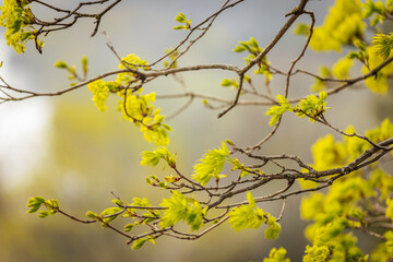 Close-up of bright green leaves budding on tree branches in early spring, symbolizing new growth and the arrival of warmer weather.