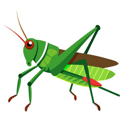 grasshopper on white background