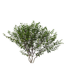 Betula nigra, the black birch, river birch, water birch, evergreen, small tree, bush, light for daylight, easy to use, 3d render, isolated