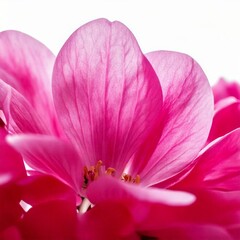 close up of pink flower