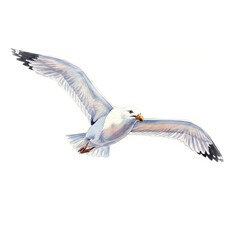 Fototapeta premium Watercolor Seagull in Flight Illustration for Coastal Art, Nautical Decor, and Marine Wildlife Design Projects