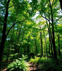 Fototapeta premium Lush green canopy, sunlight dappling forest floor, natural, vibrant, ecology