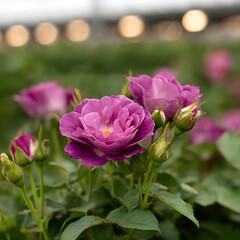 Captivating Lavender Rose Blossoms in Full Bloom a Floral Garden Beauty and Delicate Plant Life.