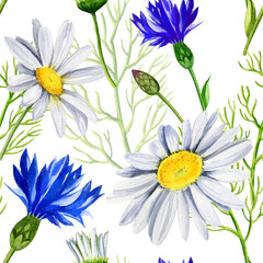 seamless watercolor pattern, wildflowers, buds, leaves, flowers, daisies and cornflowers, white and blue summer flowers, hand drawn illustration of meadow field on white background for decoration