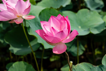 Fototapeta premium Close-up of a beautiful pink lotus flower in a pond.