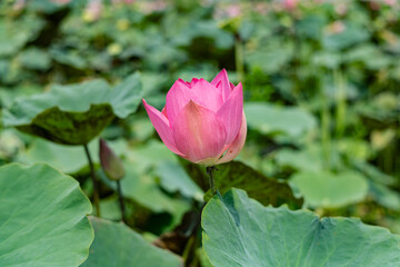 Close-up of a beautiful pink lotus flower in a pond.